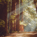 Rừng thông  screen for extension Chrome web store in OffiDocs Chromium