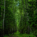 road and forest  screen for extension Chrome web store in OffiDocs Chromium