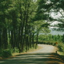 Road and row of casuarina trees  screen for extension Chrome web store in OffiDocs Chromium