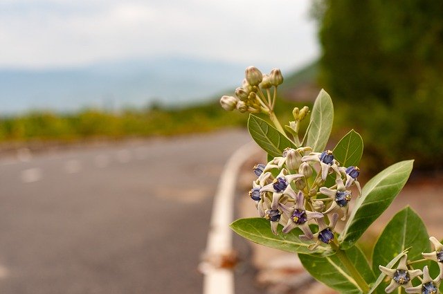 Unduh gratis Road Flower Nha Trang Viet - foto atau gambar gratis untuk diedit dengan editor gambar online GIMP