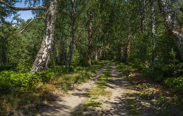 Free download Road Forest Trees -  free photo or picture to be edited with GIMP online image editor
