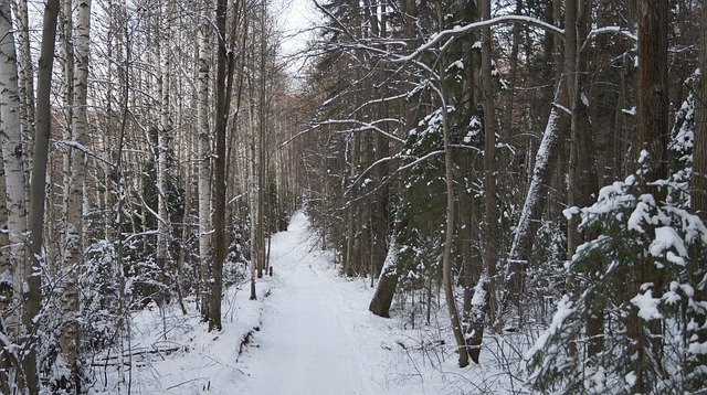 Template Photo Road Forest Winter -  for OffiDocs