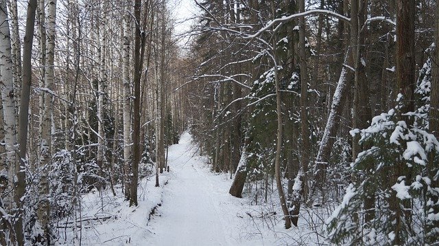 무료 다운로드 Road Forest Winter - 무료 무료 사진 또는 GIMP 온라인 이미지 편집기로 편집할 수 있는 사진