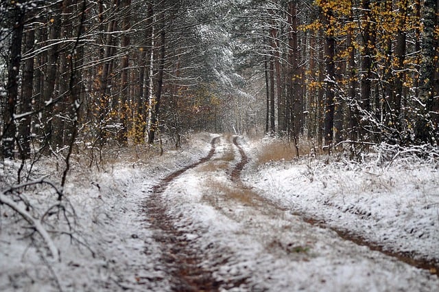 Free download road forest winter snow cold free picture to be edited with GIMP free online image editor