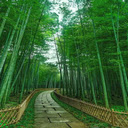 Road in the bamboo forest Wallpaper  screen for extension Chrome web store in OffiDocs Chromium