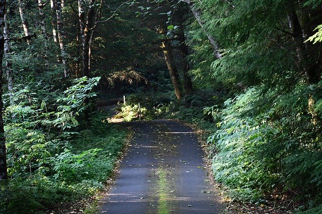 تنزيل مجاني Road Nature Forest - صورة مجانية أو صورة لتحريرها باستخدام محرر الصور عبر الإنترنت GIMP