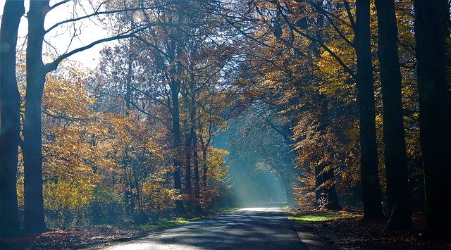 Muat turun percuma Road Nature Forests - foto atau gambar percuma untuk diedit dengan editor imej dalam talian GIMP