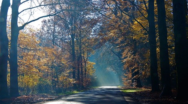 無料ダウンロードRoadNatureForests-GIMPオンライン画像エディタで編集できる無料の写真または画像