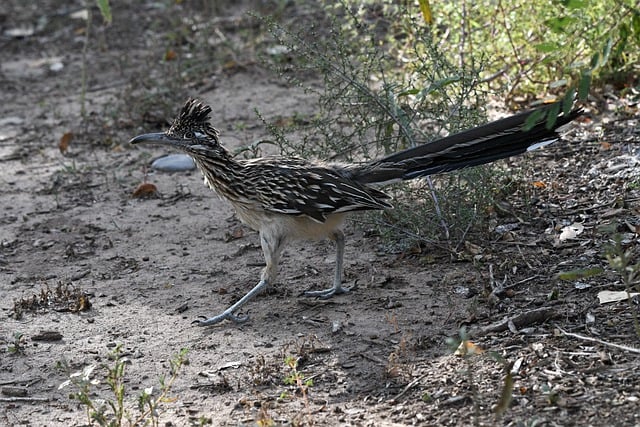 Free download road runner bird wildlife free picture to be edited with GIMP free online image editor