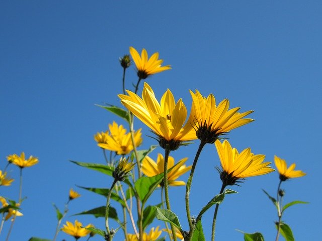 Free download Roadside Wild Flowers Summer -  free photo or picture to be edited with GIMP online image editor