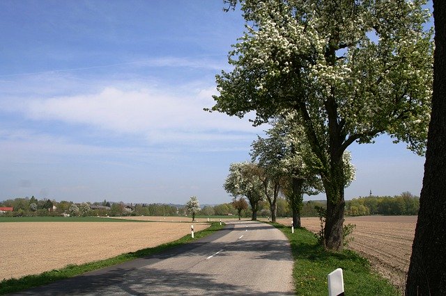 تحميل مجاني Road Trees Scenic - صورة مجانية أو صورة لتحريرها باستخدام محرر الصور عبر الإنترنت GIMP
