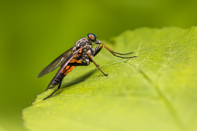 Free download robberfly animalia fly green free picture to be edited with GIMP free online image editor