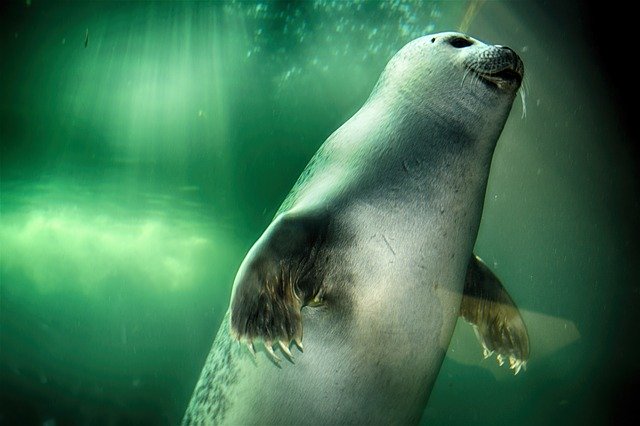 Unduh gratis Robbe Seal Swim - foto atau gambar gratis untuk diedit dengan editor gambar online GIMP