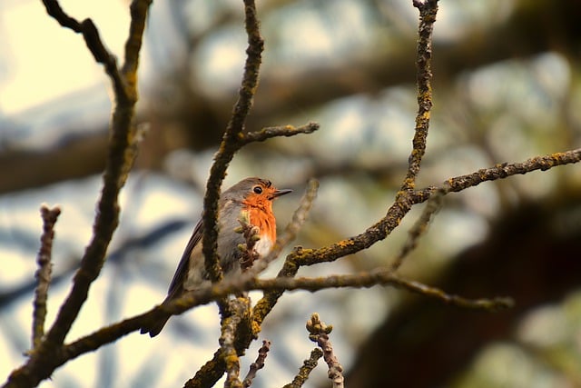 Free download robin bird animal european robin free picture to be edited with GIMP free online image editor