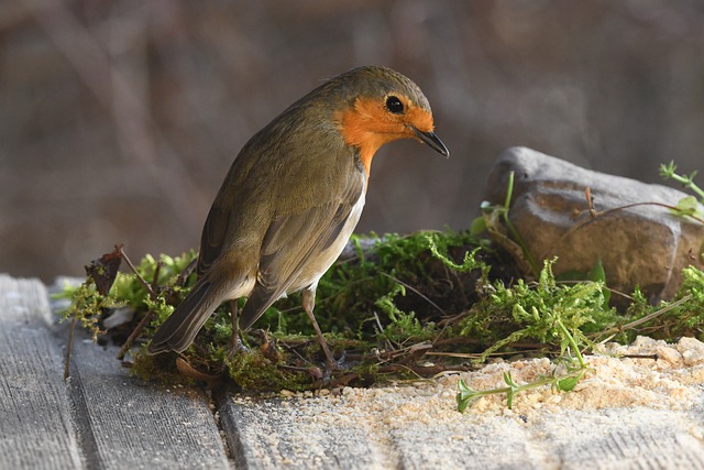 Free download robin bird animal nature wildlife free picture to be edited with GIMP free online image editor