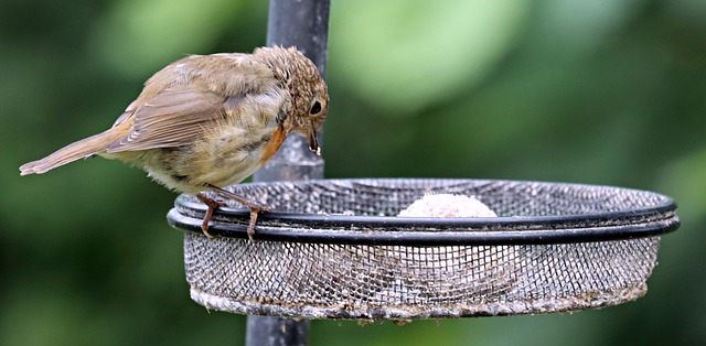 Free download robin bird animal perched free picture to be edited with GIMP free online image editor