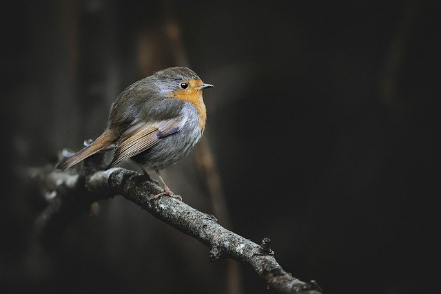 Robin Bird Animal Wallpaper Nature By Offidocs Robin Bird Animal Wallpaper Nature By Offidocs