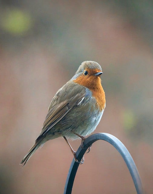 Free download robin bird avian ornithology free picture to be edited with GIMP free online image editor