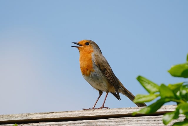 Free download robin bird beak avian animal free picture to be edited with GIMP free online image editor