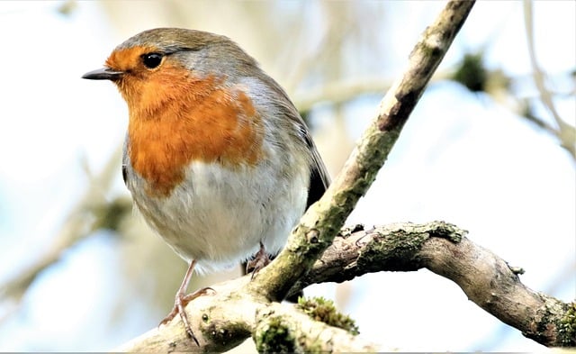 Free download robin bird beak wildlife animal free picture to be edited with GIMP free online image editor