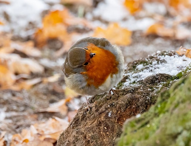 Free download robin bird branch snow winter free picture to be edited with GIMP free online image editor