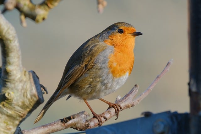 Free download robin bird european robin free picture to be edited with GIMP free online image editor