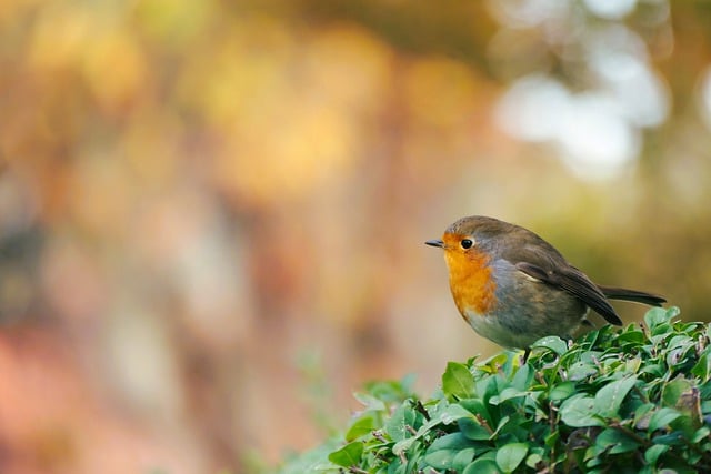 Free download robin bird garden bush tree fall free picture to be edited with GIMP free online image editor