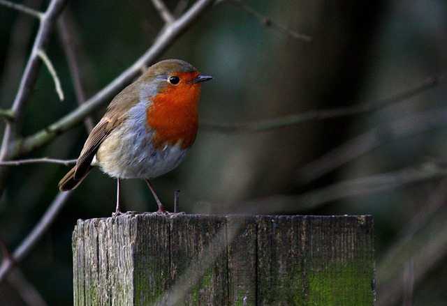 Free download robin bird na nature red free picture to be edited with GIMP free online image editor