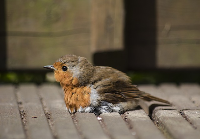 Free download robin bird na nature songbird free picture to be edited with GIMP free online image editor