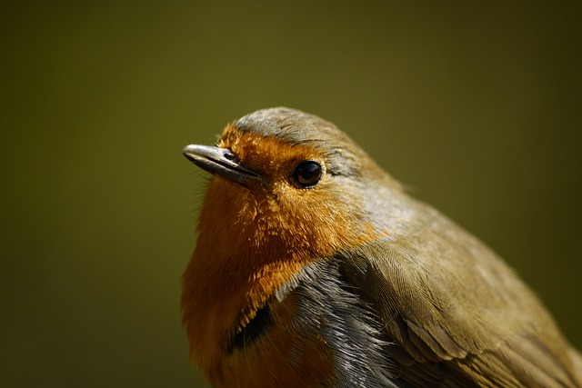 Free download robin bird nature animal avian free picture to be edited with GIMP free online image editor