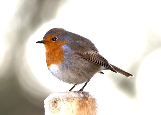 Free download robin bird nature garden orange free picture to be edited with GIMP free online image editor