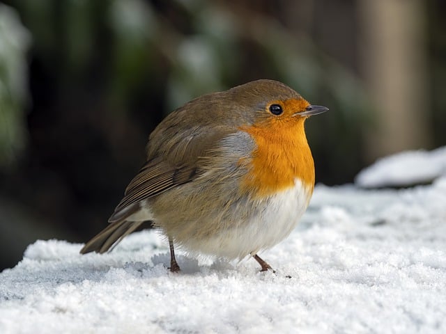 Free download robin bird nature snow free picture to be edited with GIMP free online image editor