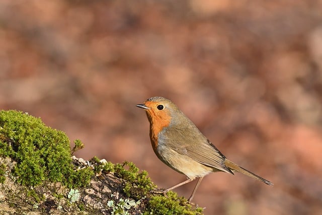 Free download robin bird nature songbird free picture to be edited with GIMP free online image editor