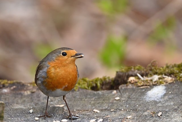 Free download robin bird nature songbird plumage free picture to be edited with GIMP free online image editor