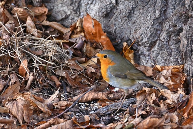 Free download robin bird nature wildlife free picture to be edited with GIMP free online image editor