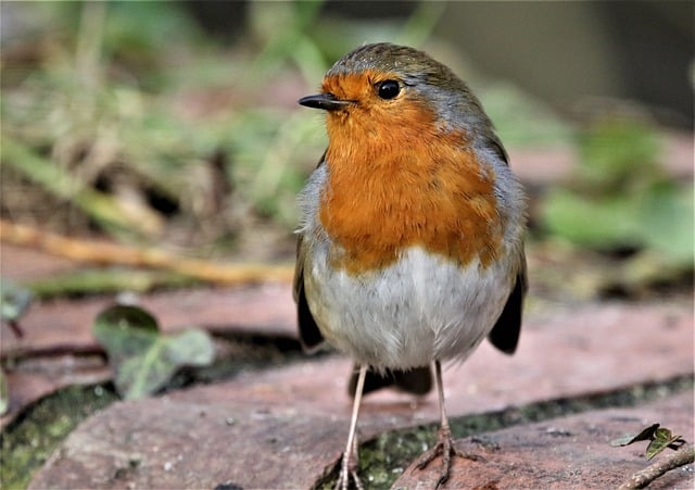 Free download robin bird nature wildlife animal free picture to be edited with GIMP free online image editor