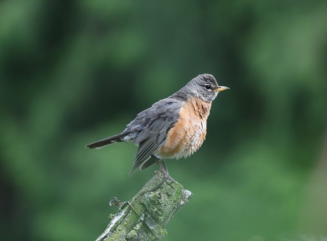 Free download robin bird nature wildlife avian free picture to be edited with GIMP free online image editor