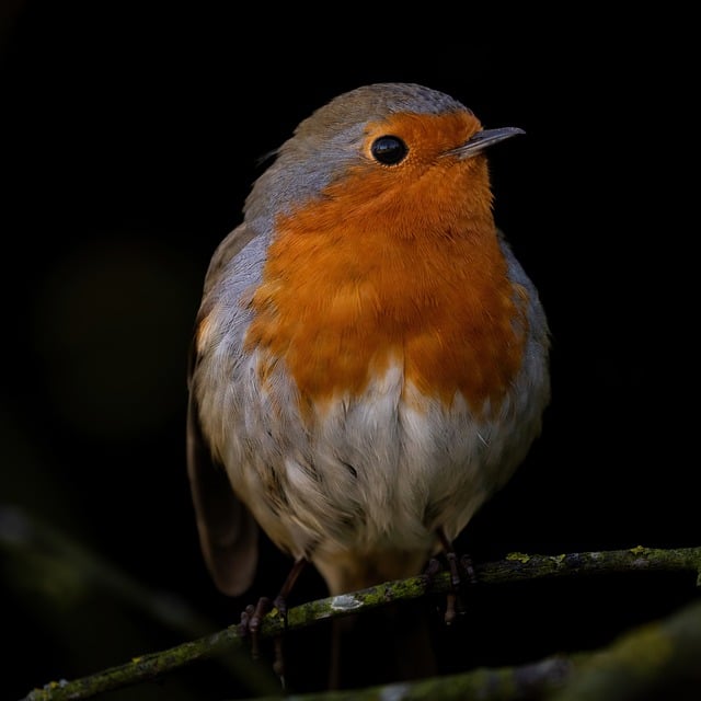 Free download robin bird perched animal feathers free picture to be edited with GIMP free online image editor