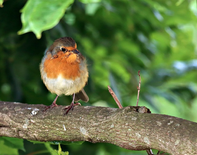 Free download robin bird perched animal plumage free picture to be edited with GIMP free online image editor