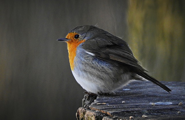 Free download robin bird perched stump animal free picture to be edited with GIMP free online image editor