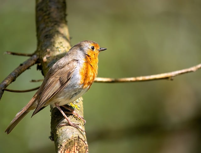 Free download robin bird plumage branch animal free picture to be edited with GIMP free online image editor