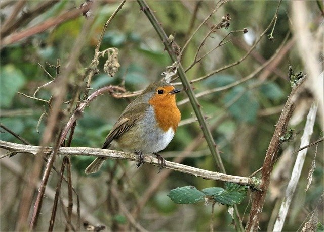 Free download Robin Bird Red -  free photo or picture to be edited with GIMP online image editor