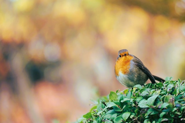 Free download robin bird songbird animal bush free picture to be edited with GIMP free online image editor