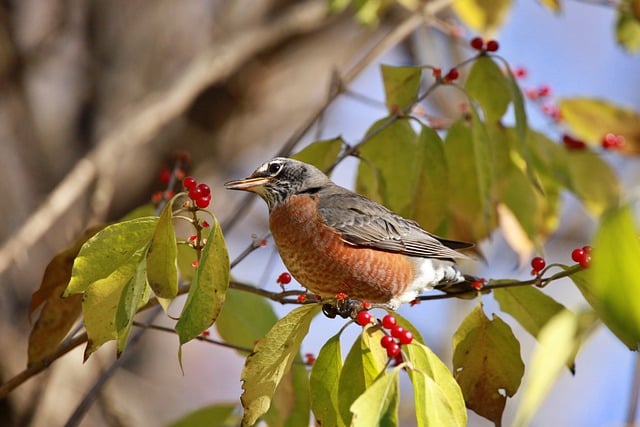 Free download robin birds song birds wildlife free picture to be edited with GIMP free online image editor