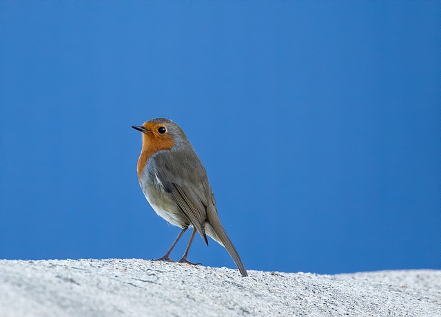 Free download robin bird wall blue sky free picture to be edited with GIMP free online image editor