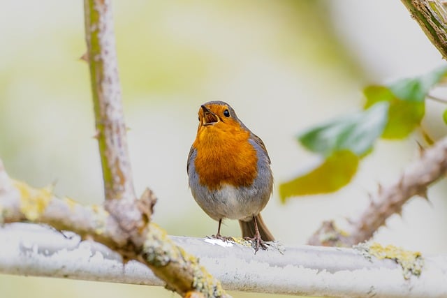 Free download robin bird wildlife animal free picture to be edited with GIMP free online image editor