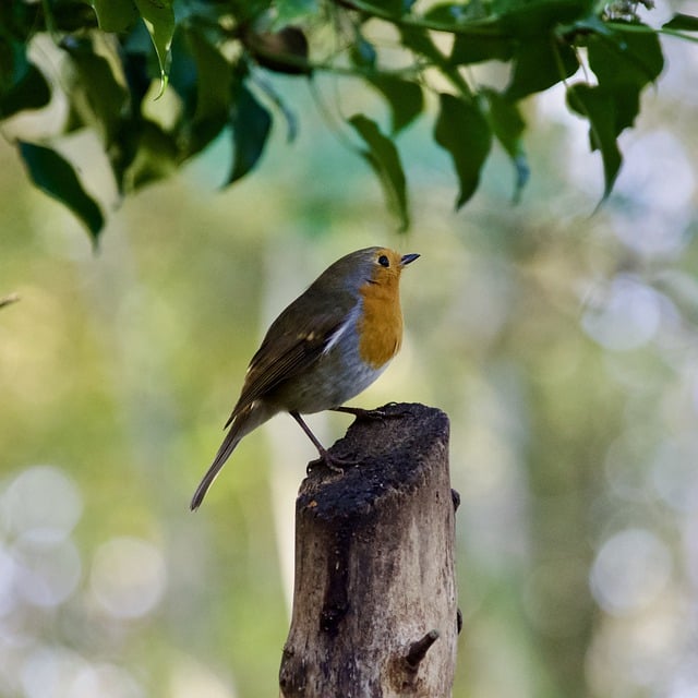 Free download robin bird wildlife nature free picture to be edited with GIMP free online image editor