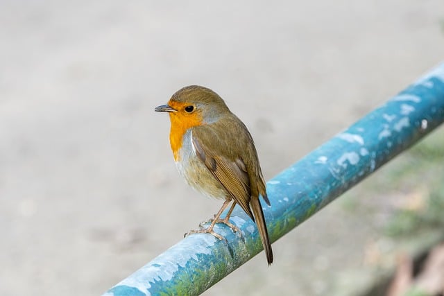 Free download robin bird wildlife plumage beak free picture to be edited with GIMP free online image editor