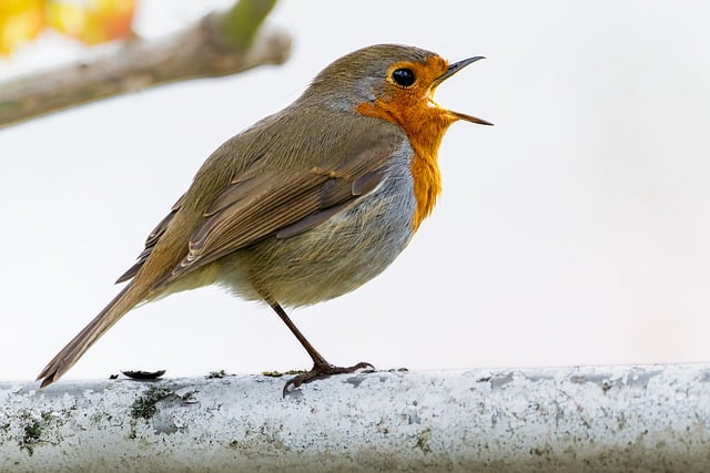 Free download robin european robin animal free picture to be edited with GIMP free online image editor