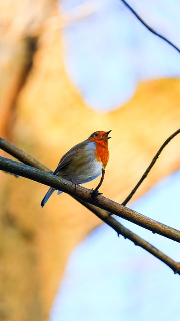 Free download robin garden bird singing forest free picture to be edited with GIMP free online image editor